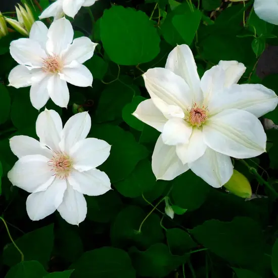 jardin-terroir.com - Clématite 'Mrs Georges Jackman' - clematis - Blanc - Contenant de : 3L - Clématites
