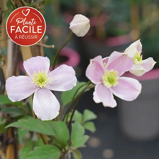 jardin-terroir.com - Clématite 'Fragrant Spring' - clematis montana - Rose - Contenant de : 3L - Clématites