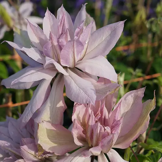 jardin-terroir.com - Clématite 'Violet Elizabeth' - clematis - Rose - Contenant de : 3L - Clématites