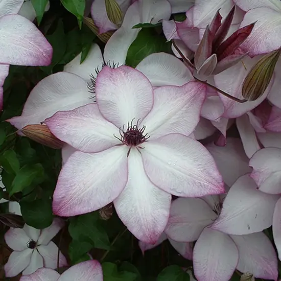 jardin-terroir.com - Clématite 'Fond Memories®' - clematis florida - Mauve, Blanc Et Rose - Contenant de : 3L - Clématites