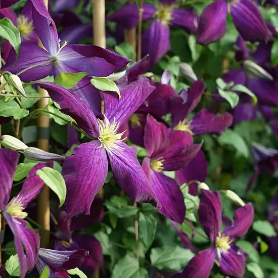 jardin-terroir.com - Clématite Purpurea® 'Zojapur' - clematis jackmanii - Bleu-Violet - Contenant de : 3L - Clématites