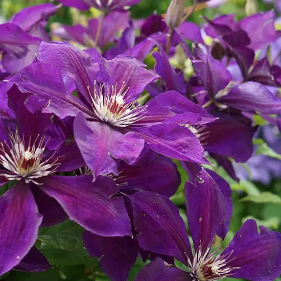 jardin-terroir.com - Clématite 'Lilacina Floribunda' à grandes fleurs étoilées violettes - Bleu - Contenant de : 3L - Clématites