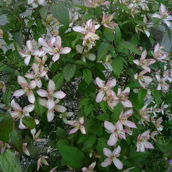 jardin-terroir.com - Clématite 'Marjorie' - clematis montana - Rose - Contenant de : 3L - Clématites