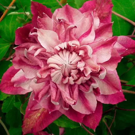 jardin-terroir.com - Clématite 'Patricia Ann Fretwell®' (‘Pafar’) - clematis - Rose - Contenant de : 3L - Clématites