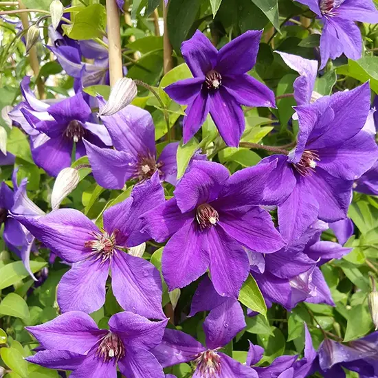 jardin-terroir.com - Clématite 'Semu' - clematis - Bleu À Violet - Contenant de : 3L - Clématites