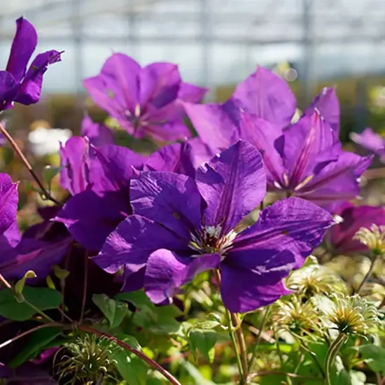jardin-terroir.com - Clématite 'Gipsy Queen' - clematis - Violet - Contenant de : 3L - Clématites