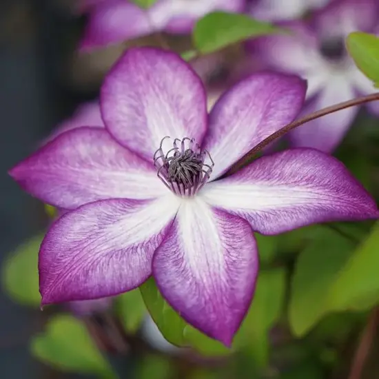 jardin-terroir.com - Clématite 'Lavallée n°1' - clematis florida - Violet,Blanc - Contenant de : 3L - Clématites