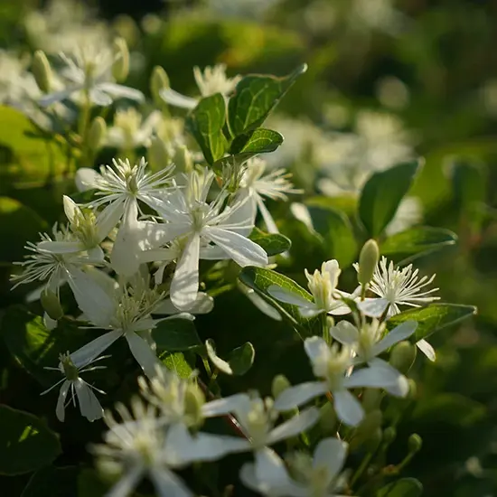 jardin-terroir.com - Clématite 'Mandshurica' - clematis flammula - Blanc - Contenant de : 3L - Clématites