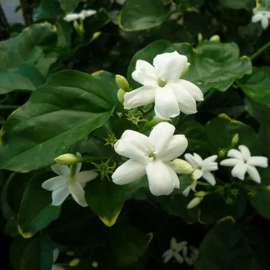 jardin-terroir.com - Jasmin d’Arabie – jasminum sambac - Blanc - Contenant de : 3L - Jasmins, Options: Contenant de : 3L