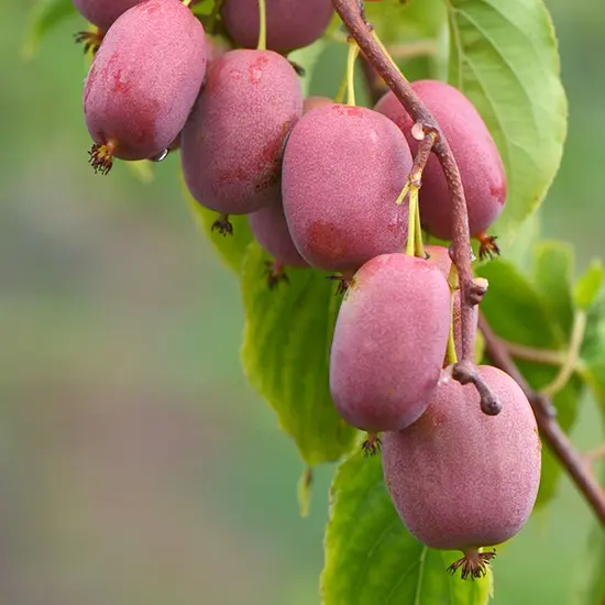 jardin-terroir.com - Kiwaï femelle Bingo® - actinidia arguta - Vert - Contenant de : 3L - Autres arbres fruitiers