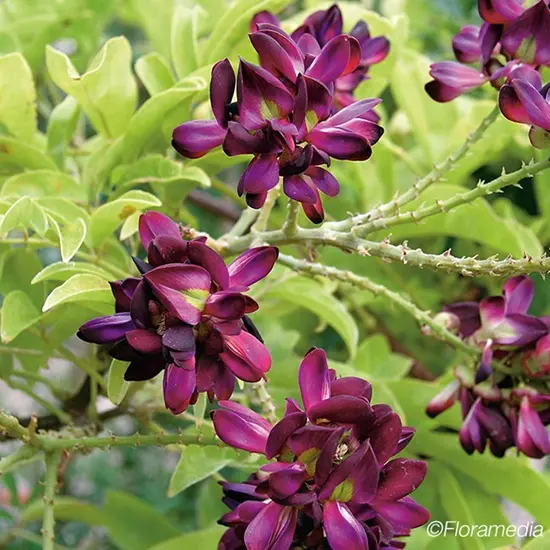 jardin-terroir.com - Glycine d'été - millettia japonica satsuma - Violet, Rouge Cramoisi - Contenant de : 3L - Glycines