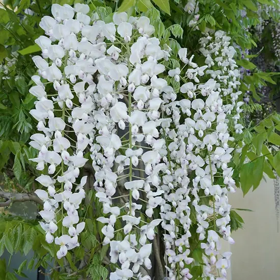 jardin-terroir.com - Glycine du Japon 'Alba' - wisteria floribunda - Blanc - Contenant de : 3L - Glycines, Options: Contenant de : 1,5L