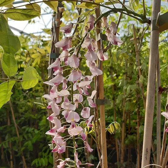 jardin-terroir.com - Glycine du Japon 'Honbeni' ('Pink Ice') - wisteria floribunda - Rose - Contenant de : 3L - Glycines