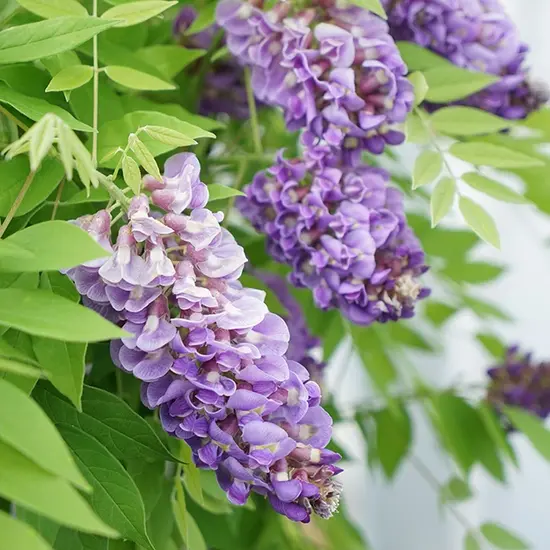 jardin-terroir.com - Glycine d’Amérique ‘Amethyst Falls’ - wisteria frutescens - Bleu-Mauve - Contenant de : 3L - Fuchsias grimpants