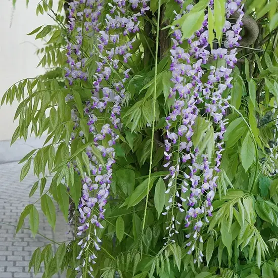 jardin-terroir.com - Glycine du Japon 'Macrobotrys' - wisteria floribunda - Mauve - Contenant de : 3L - Glycines
