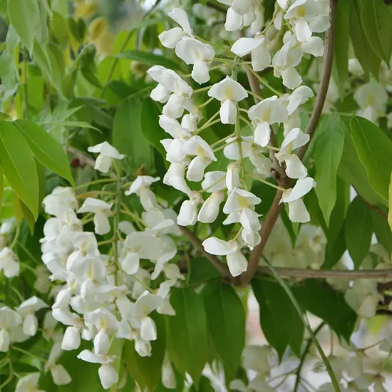 jardin-terroir.com - Glycine gracieuse - wisteria venusta - Blanc - Contenant de : 3L - Glycines