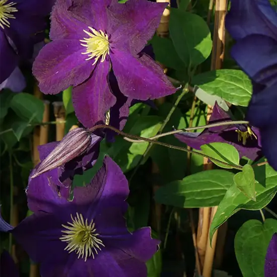 jardin-terroir.com - Clématite Viola - Clematis viticella - Violet - Contenant de : 3L - Clématites