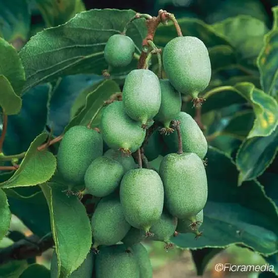 jardin-terroir.com - Kiwaï autofertile 'Kokuwa' - actinidia arguta - Vert - Contenant de : 3L - Autres arbres fruitiers