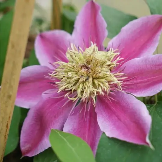 jardin-terroir.com - Clématite 'Empress®' – clematis 'Evipo011' - Rose - Contenant de : 3L - Clématites