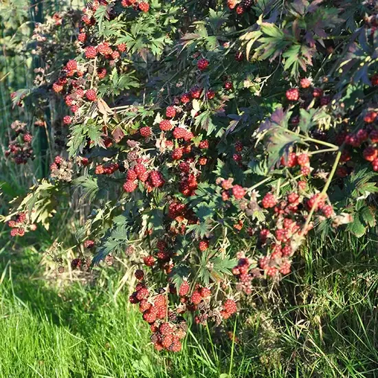 jardin-terroir.com - Mûre 'Géante des jardins' - rubus fruticosus - Noir - Contenant de : 3L - Grimpantes fruitières