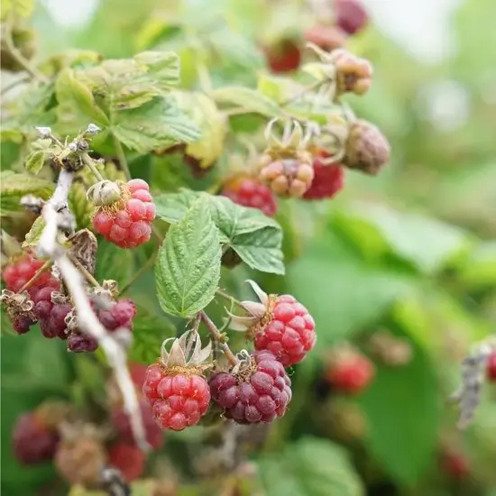 jardin-terroir.com - Mûre-framboise ‘Tayberry’ - Rubus tayberry - Rouge - Contenant de : 3L - Framboisiers
