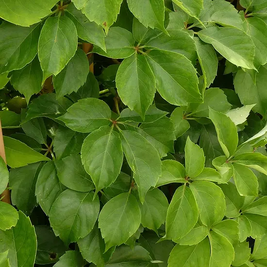 jardin-terroir.com - Vigne vierge ‘Murorum’ - parthenocissus quinquefolia muralis - Vert - Contenant de : 3L - Vignes vierges