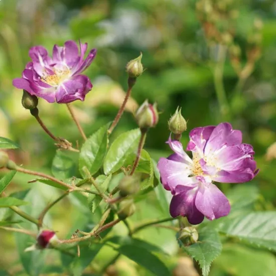 jardin-terroir.com - Rosier liane 'Veilchenblau' - rosa - Violet - Contenant de : 3L - Rosiers