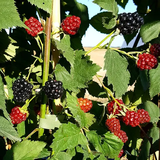 jardin-terroir.com - Mûre 'Thornfree'- rubus fruticosus - Noir - Contenant de : 3L - Grimpantes fruitières