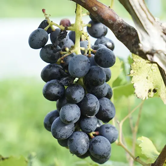 jardin-terroir.com - Vigne 'Alphonse Lavallée' –vitis vinifera - Raisin Rouge, Noir Bleuté - Contenant de : 3L - Grimpantes fruitières