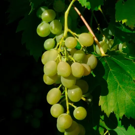 jardin-terroir.com - Vigne 'Ampelia® Amandin' - vitis vinifera - Raisin Blanc - Contenant de : 3L - Grimpantes fruitières