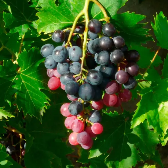 jardin-terroir.com - Vigne 'Ampelia® Aladin' - vitis vinifera - Raisin Rouge - Contenant de : 3L - Grimpantes fruitières