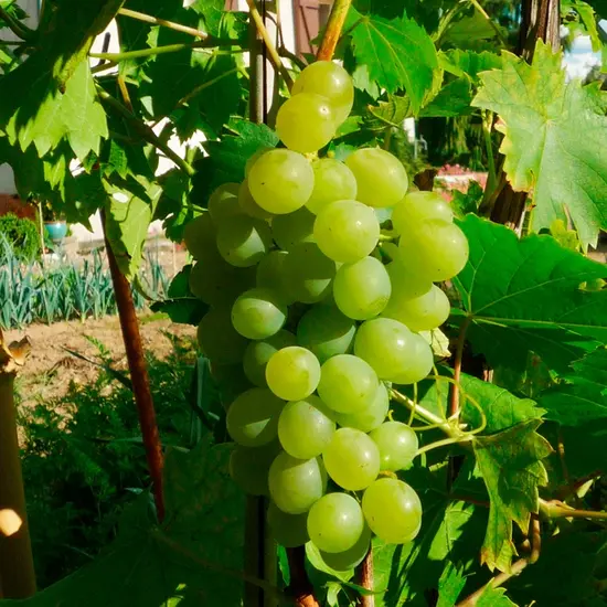 jardin-terroir.com - Vigne 'Ampelia® Perdin' –vitis vinifera - Raisin Blanc - Contenant de : 3L - Grimpantes fruitières