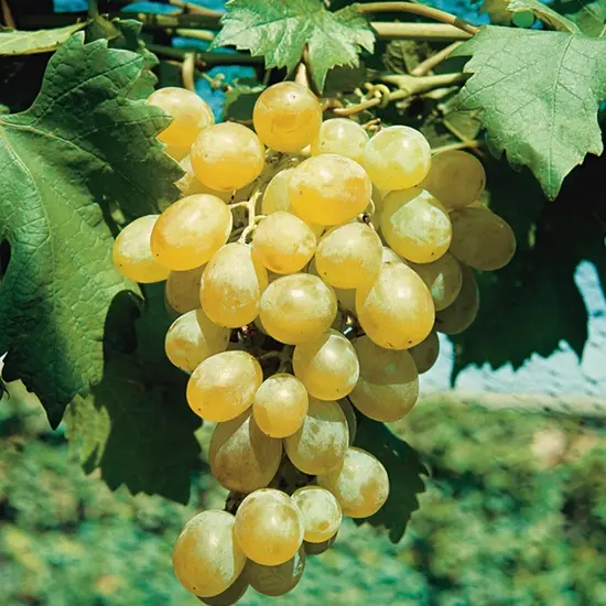 jardin-terroir.com - Vigne 'Dattier de Beyrouth' - vitis vinifera - Raisin Blanc - Contenant de : 3L - Grimpantes fruitières