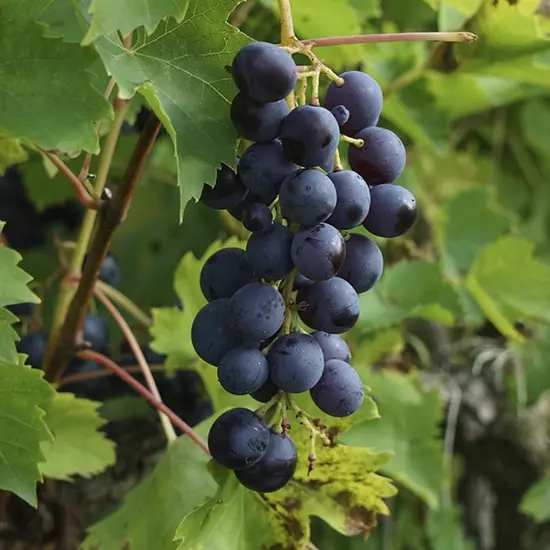 jardin-terroir.com - Vigne 'Muscat Bleu' - vitis vinifera - Raisin Noir - Contenant de : 3L - Grimpantes fruitières