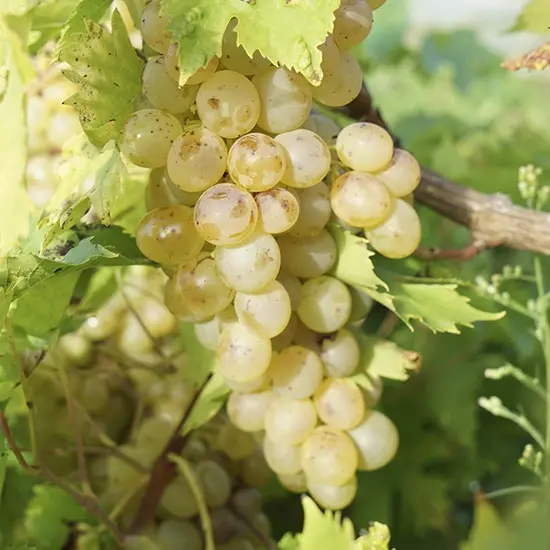 jardin-terroir.com - Vigne 'Perle de Csaba' - vitis vinifera - Raisin Blanc - Contenant de : 3L - Grimpantes fruitières