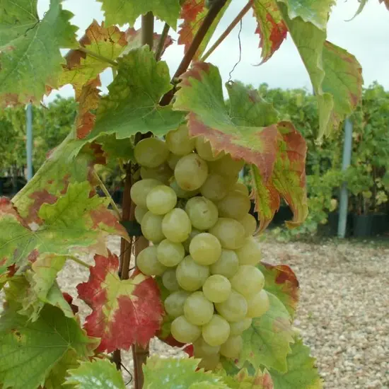 jardin-terroir.com - Vigne 'Italia' - vitis vinifera - Raisin Blanc - Contenant de : 3L - Grimpantes fruitières, Options: Contenant de : 3L