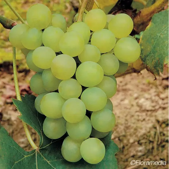 jardin-terroir.com - Vigne 'Ora' - vitis vinifera - Raisin Blanc - Contenant de : 3L - Grimpantes fruitières