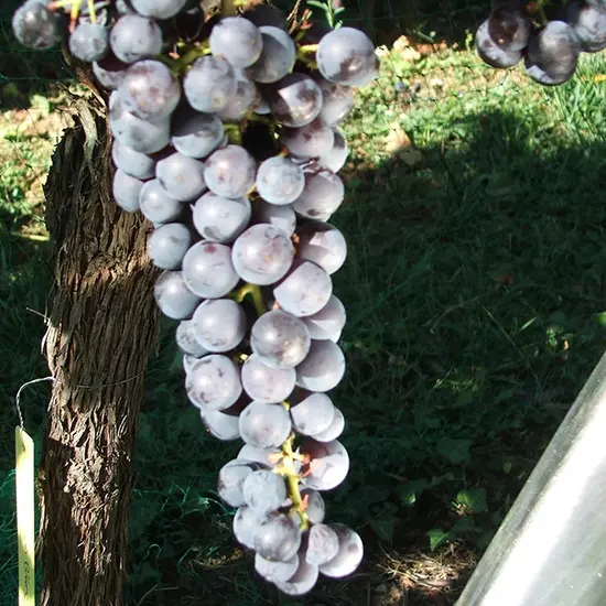 jardin-terroir.com - Vigne 'Noir Hâtif de Marseille'- vitis vinifera - Raisin Noir - Contenant de : 3L - Grimpantes fruitières
