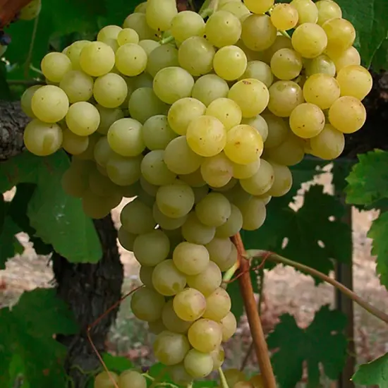 jardin-terroir.com - Vigne 'Exalta' - vitis vinifera - Raisin Blanc - Contenant de : 3L - Grimpantes fruitières