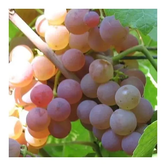 jardin-terroir.com - Vigne Chasselas rosé - Grimpantes fruitières