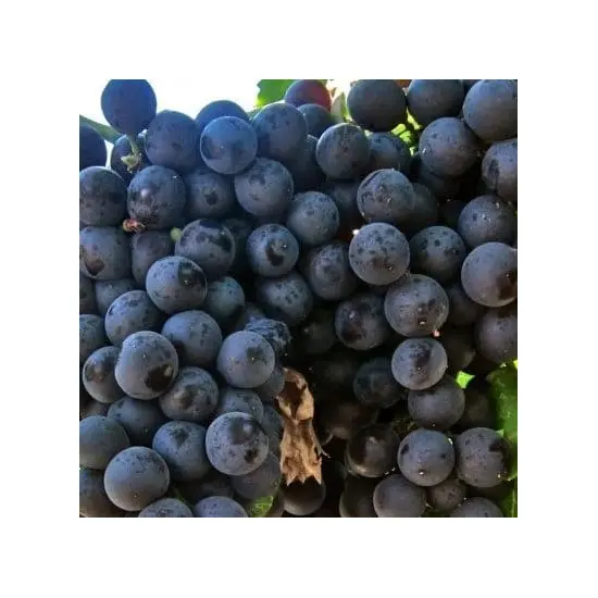 jardin-terroir.com - Vigne Muscat de Hambourg - Grimpantes fruitières