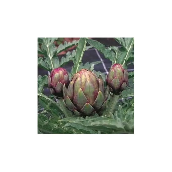 jardin-terroir.com - ARTICHAUT VIOLET - 1 litre - Plant du potager , Options: 1 litre, Variété: VARIETEAmethyste