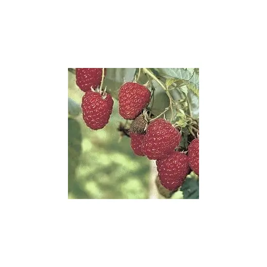 jardin-terroir.com - FRAMBOISIERS Rouges - 1 plant - Framboisiers, Options: 10 plants, Variété: Wilamette