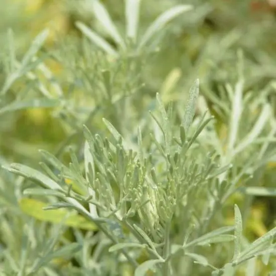 jardin-terroir.com - ABSINTHE (Absinthium vulgare) - Plante aromatique
