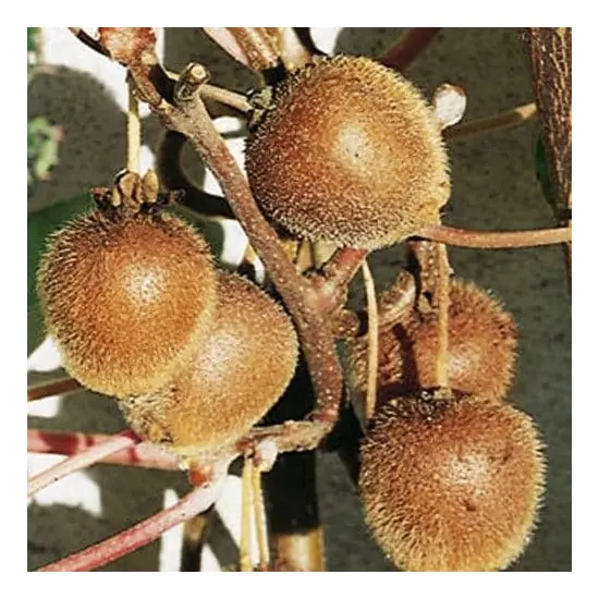 jardin-terroir.com - Actinidia KIWI & KIWAI - Autres arbres fruitiers, Options: 1 plant, Variété: Solo autofertile