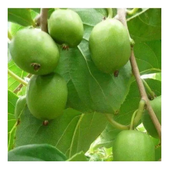 jardin-terroir.com - Actinidia KIWI & KIWAI - Autres arbres fruitiers, Options: 10 plants, Variété: Kiwaî issaî