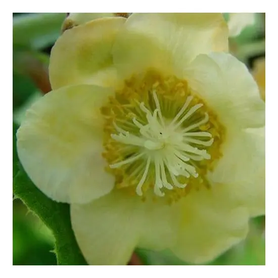 jardin-terroir.com - Actinidia KIWI & KIWAI - Autres arbres fruitiers, Options: 5 plants, Variété: Femelle Hayward