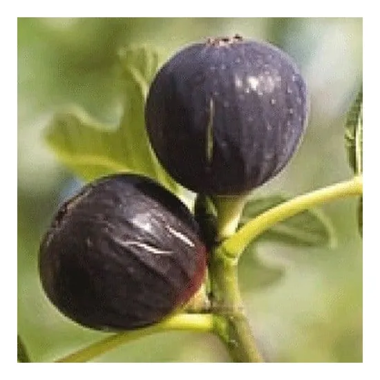 jardin-terroir.com - Figuier  Jaune Ou Rouge (Ficus Carica), Types d'options: 1 plant, Variété: Violet Ronde de Bordeaux