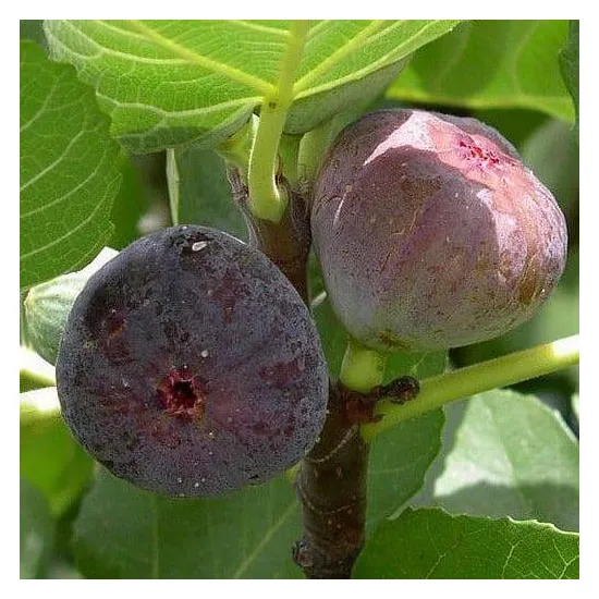 jardin-terroir.com - Figuier  Jaune Ou Rouge (Ficus Carica), Types d'options: 10 plants, Variété: Rouge de Bordeaux