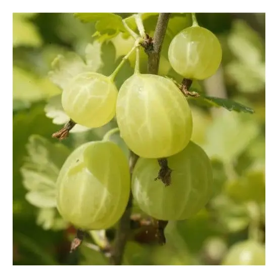 jardin-terroir.com - GROSEILLIERS A MAQUEREAU - Groseilliers, Options: 10 plants, Couleur(s): Blanc